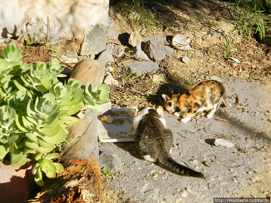 кошки обедают Кфар-Кама, Израиль