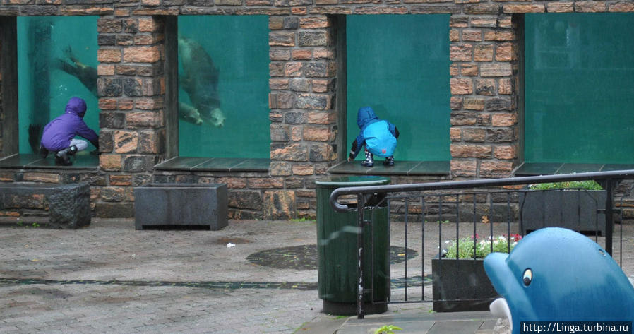 Забавно: дети и взрослые высматривают морских львов в одних окнах, а они нас — в других... Берген, Норвегия