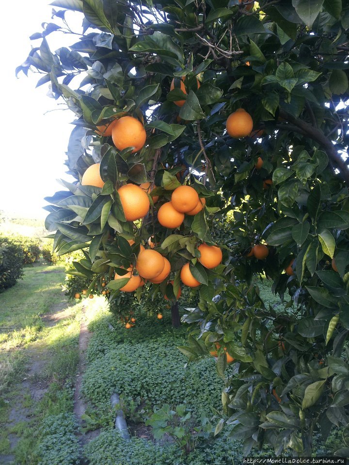 Апельсиновые плантации красного апельсина в Biancavilla