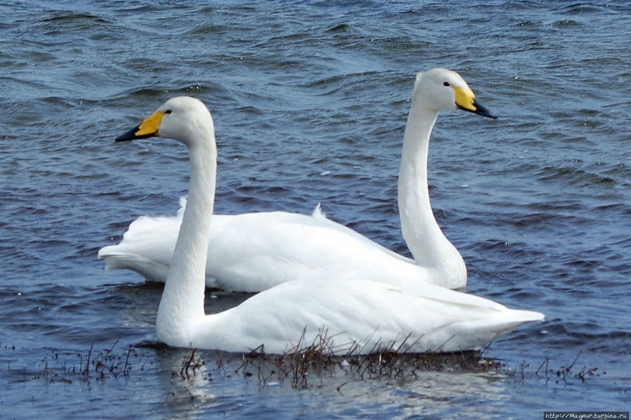 Песня  весне... Южно-Сахалинск, Россия