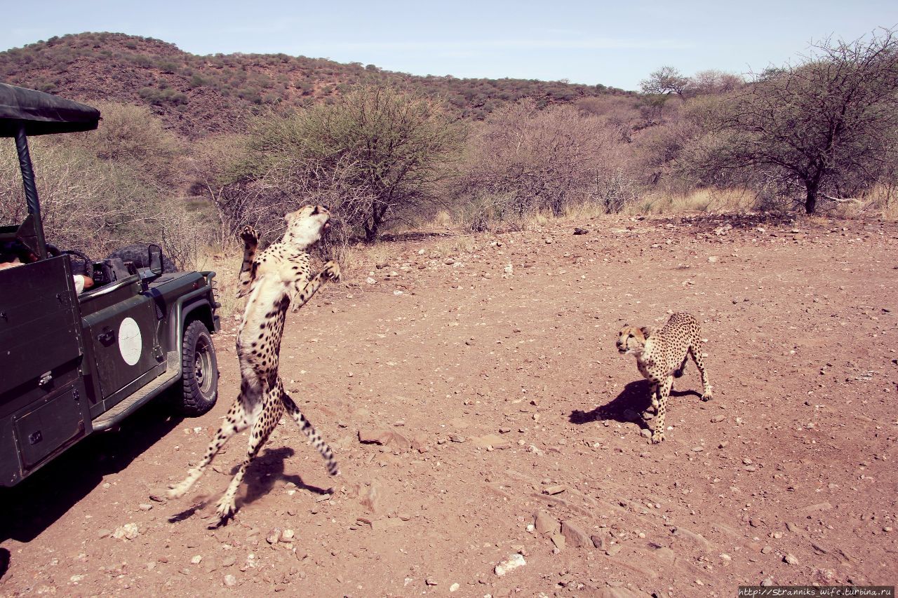 Новый год в Намибии. Часть 3. Ужин с гепардами. Солитейр, Намибия