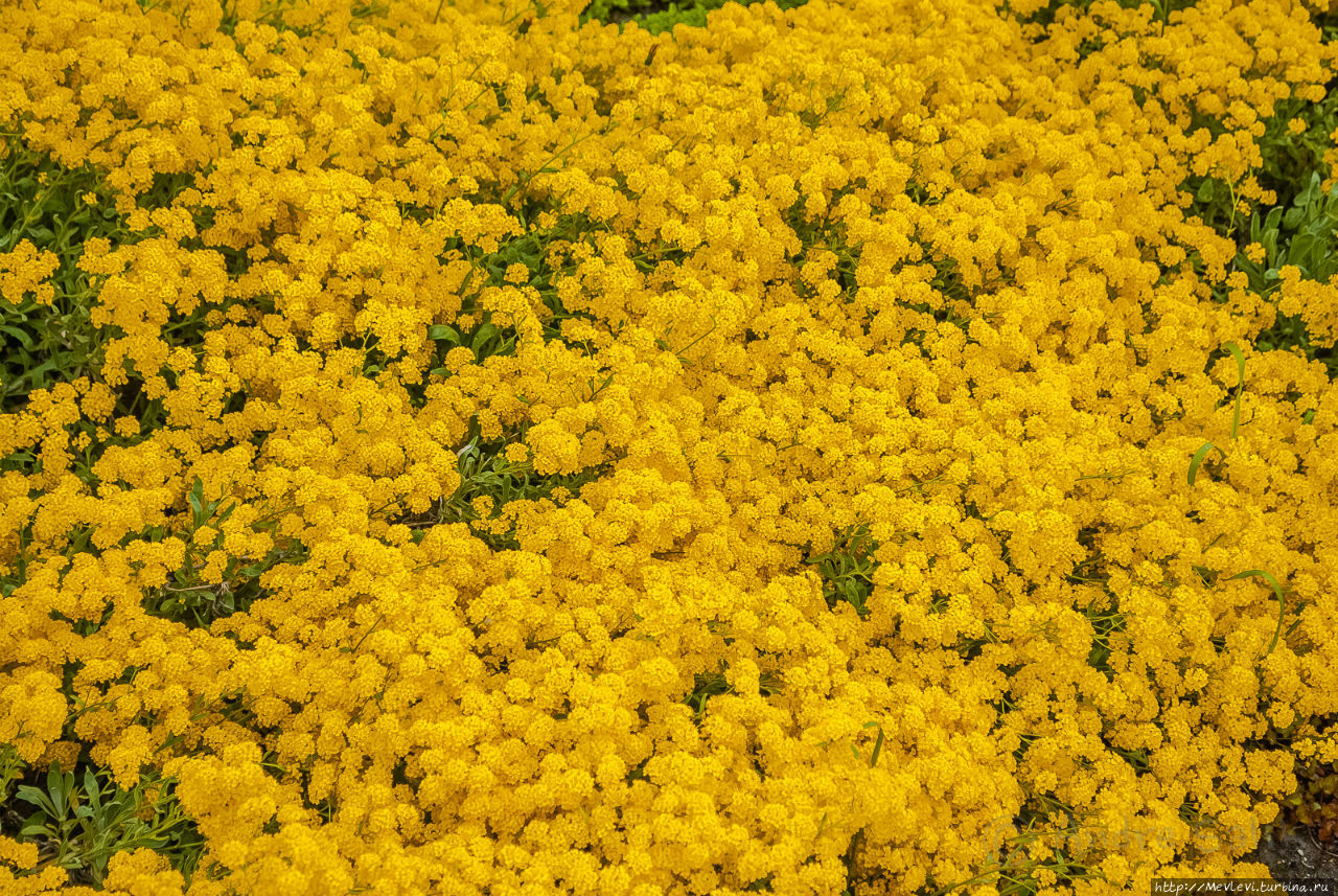 Тюльпаны в Юрмале Юрмала, Латвия