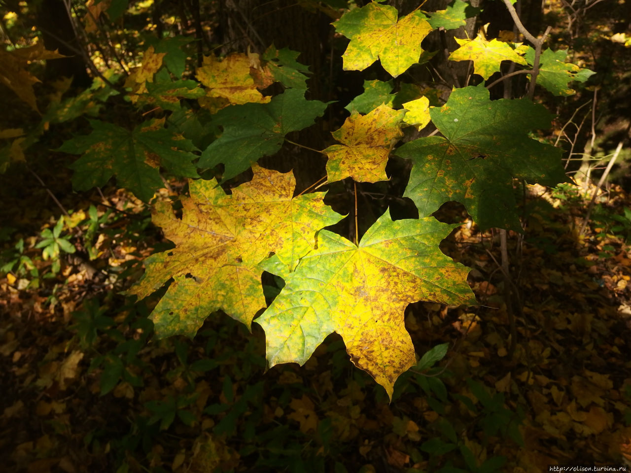 Осень в любимом городе Москва, Россия