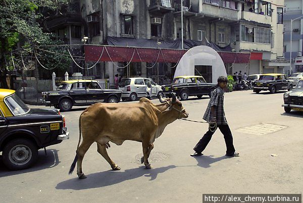 Корова -это святое, все ее объезжают Мумбаи, Индия