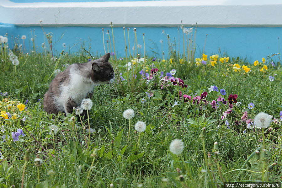 Судя по всему, этот подстригает газон...
