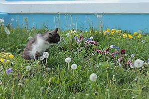 Судя по всему, этот подстригает газон...