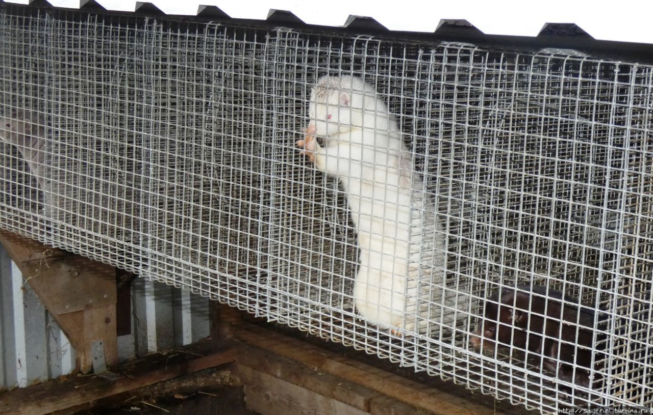 Не шубой единой :) Тверская область, Россия