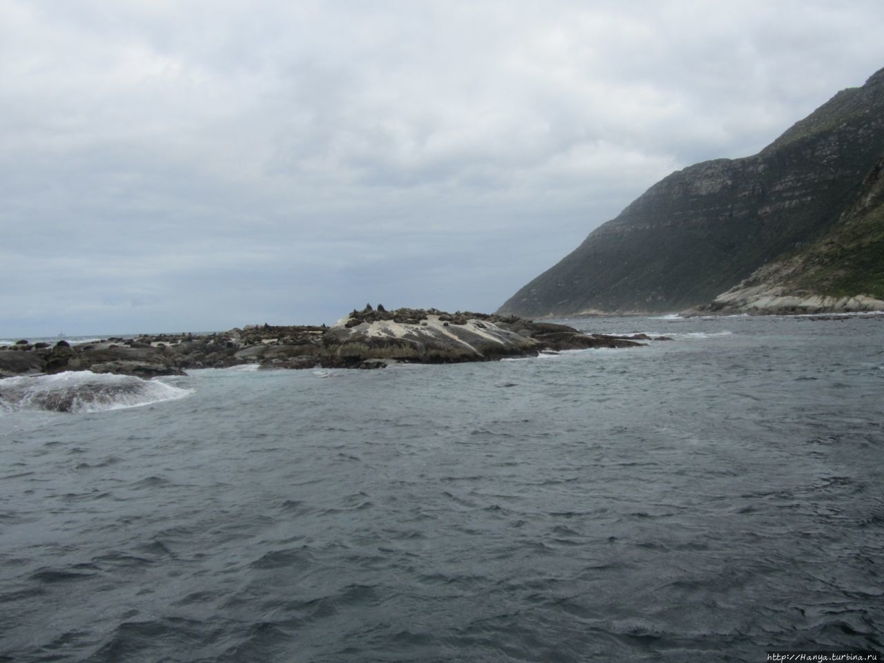 Капский полуостров:Seal Island Cruise к морским котикам. Ч79