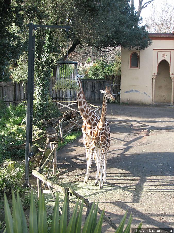 Как добраться до зоопарка Рима Рим, Италия