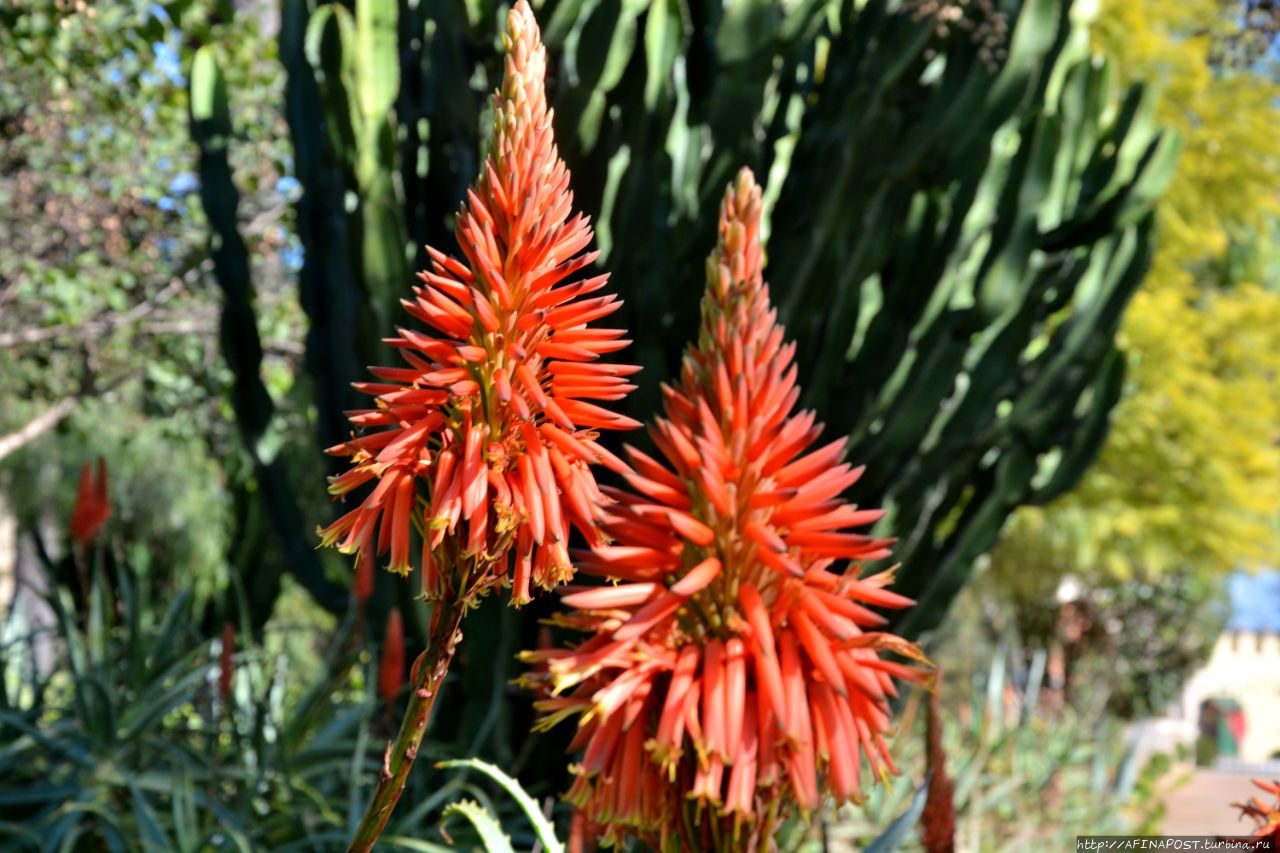 Сады Джнан Сбил / Jnan Sbil Gardens