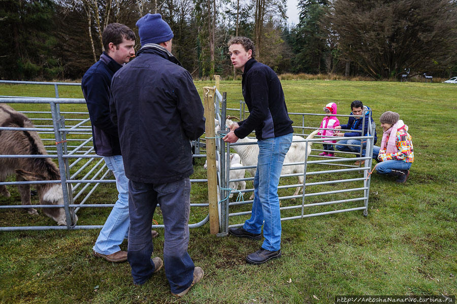 Местные подрабатывают организацией мобильного зоопарка из мелкого скота для туристов. Графство Донегол, Ирландия