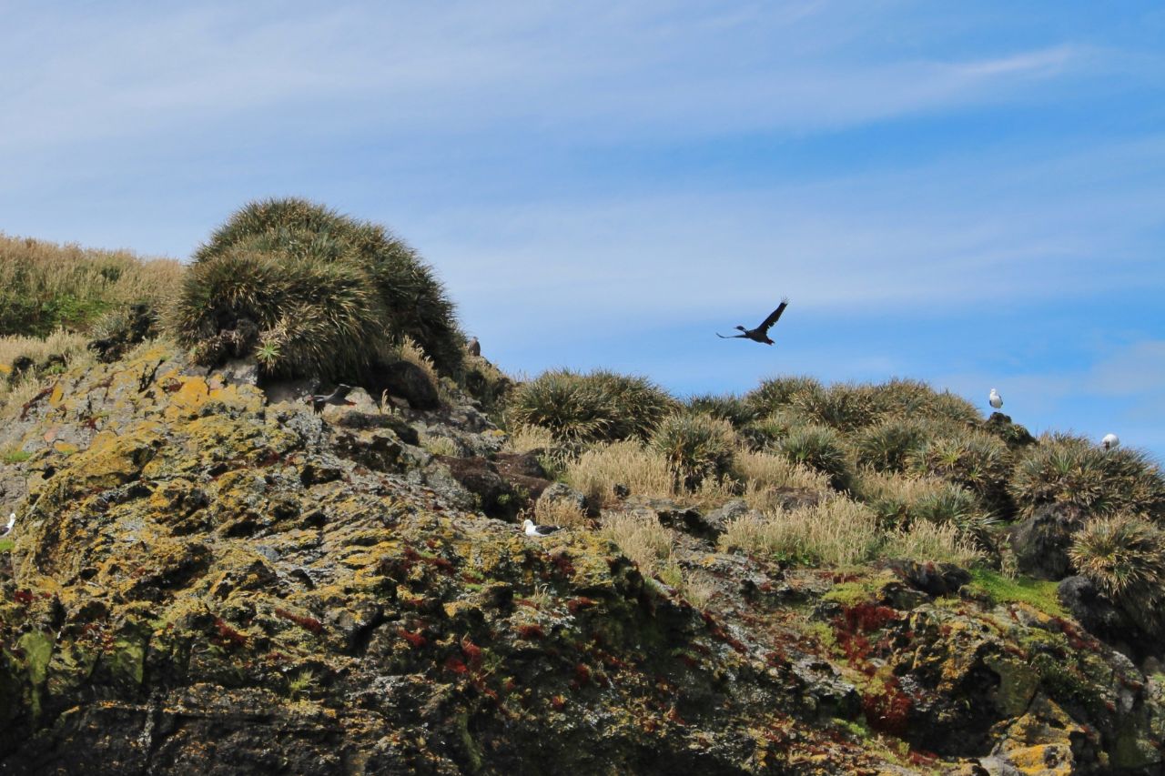Пингвиний заповедник Пуньиуил Острова Пуньиуил Природный Монумент, Чили