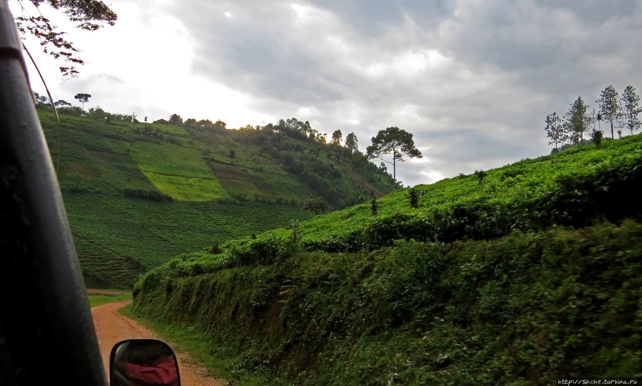 Картинки из Уганды. Катим по краю непроходимого леса Бвинди
