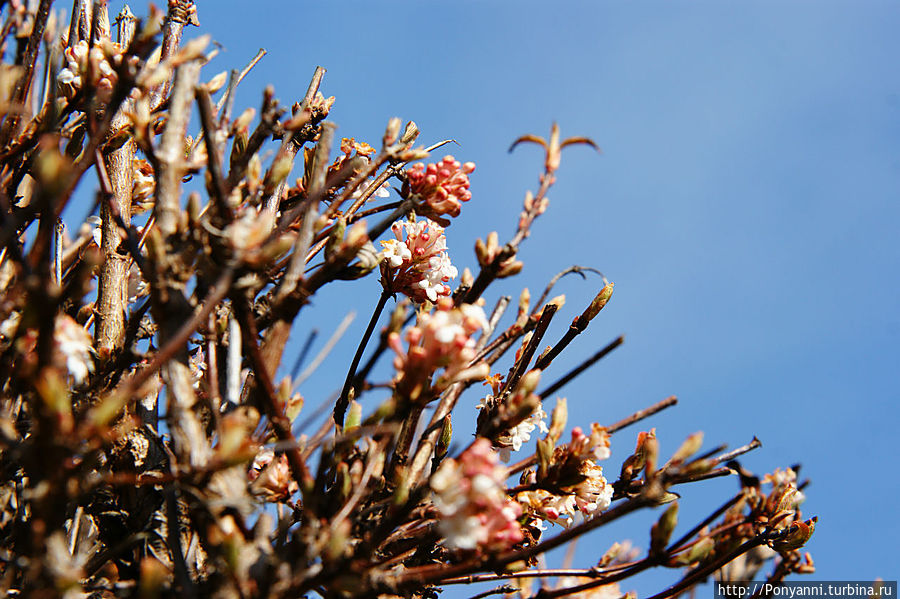 А у нас уже весна! А у вас ? Штутгарт, Германия