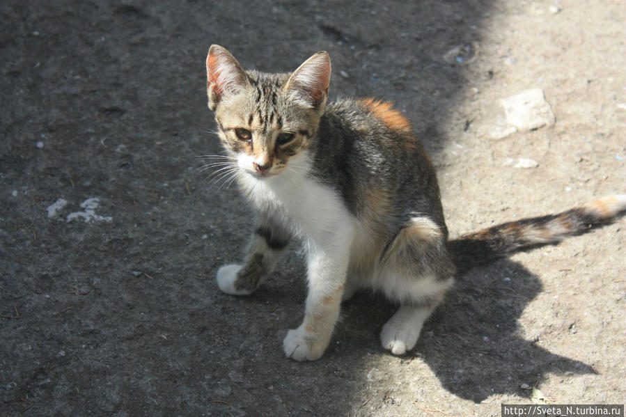 Котенок рядом с музеем Шмелева Республика Крым, Россия