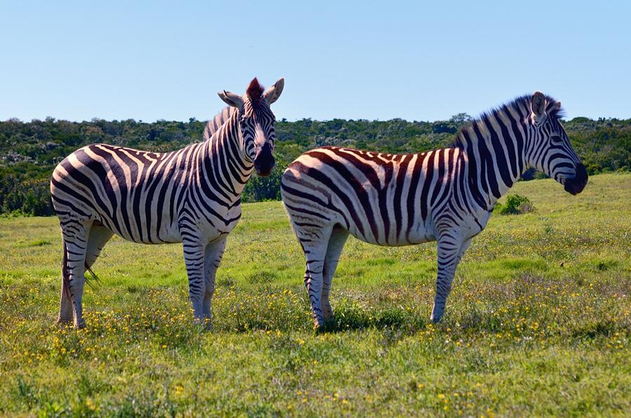 Зебры Эддо Элефант Национальный Парк, ЮАР