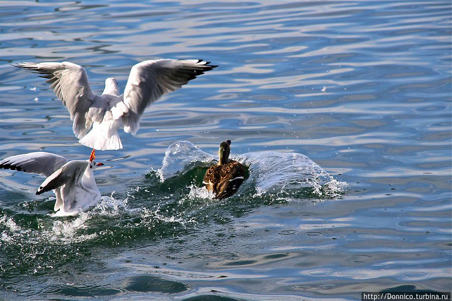 Птицы Женевского озера и хлебная битва Лозанна, Швейцария