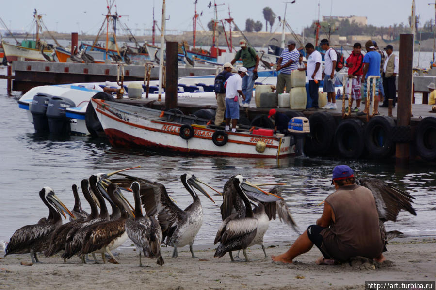 в Паракасе, откуда отходят кораблики на острова, пеликаны заполнили нишу бродячих собак Перу