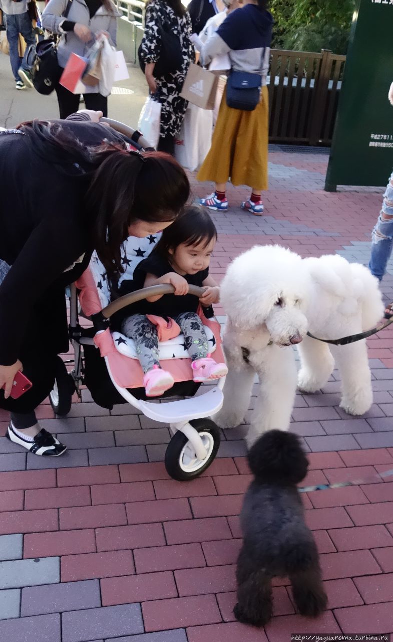 Собачья жизнь на японский манер Япония
