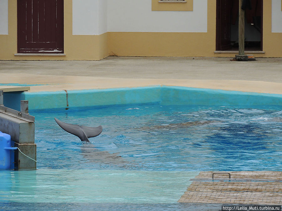 Ocean Show Portugues или Дельфинотерапия. Лиссабон, Португалия