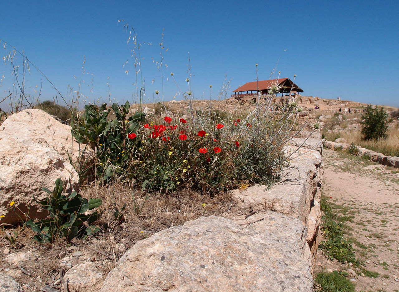 Ботаника, археология и зеленая черта Сусия, Палестина