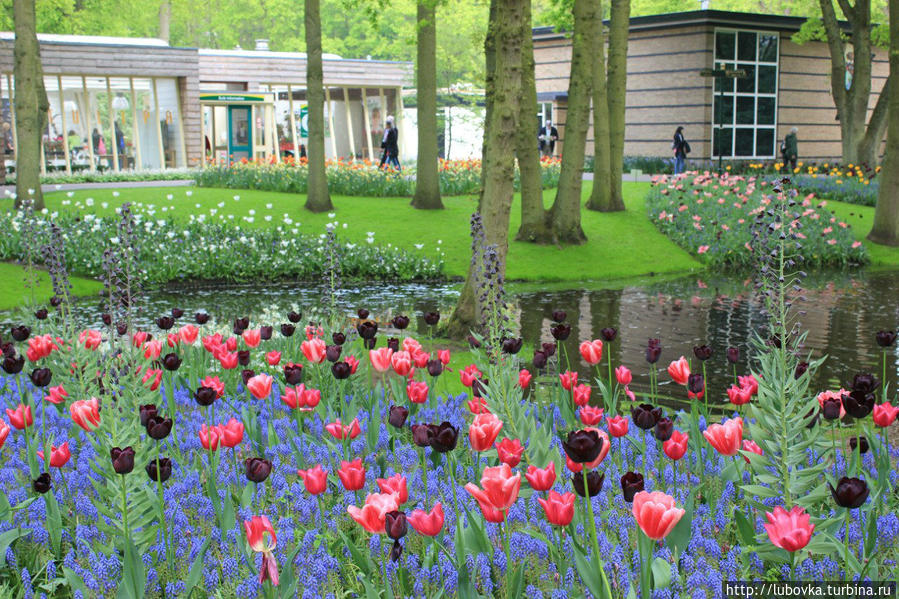 Кейкенхоф — лучший весенний парк Европы Кёкенхоф, Нидерланды