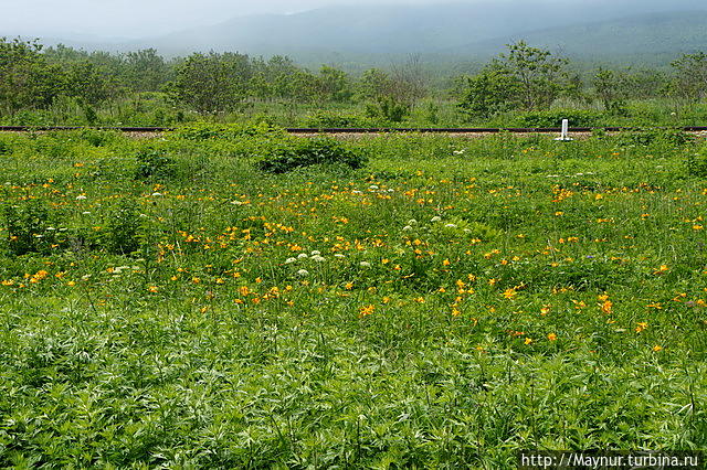 Макушка   лета.  Разнотравье,  разноцветье Южно-Сахалинск, Россия