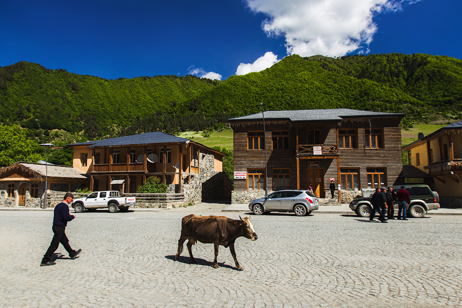 По городу разгуливают коровы..