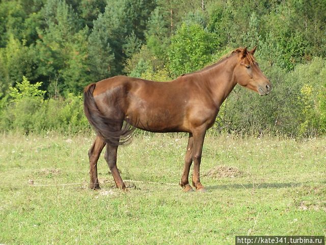 140 лет Почаевскому крестному ходу, 280 км за 7 дней. Опыт! Почаев, Украина