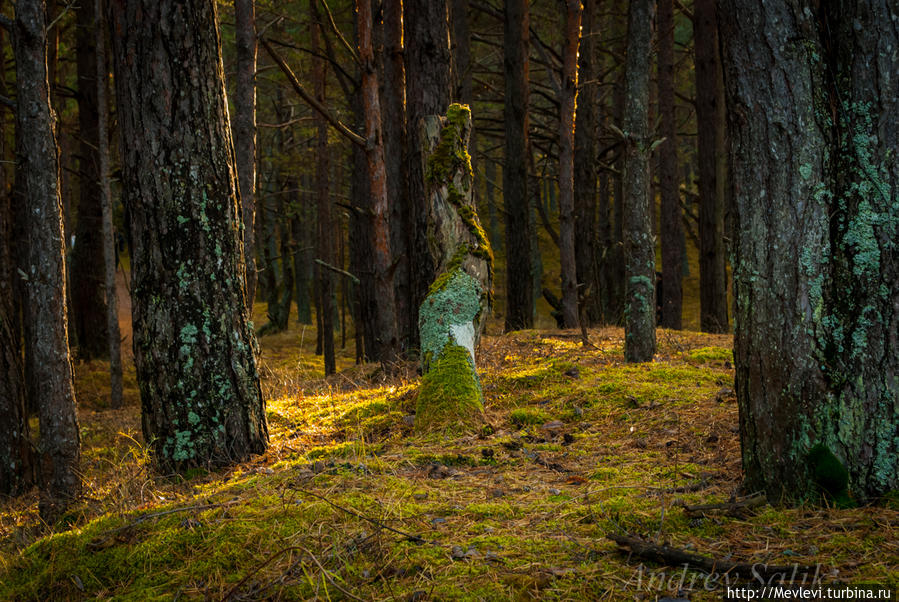 В дюнах Юрмала, Латвия