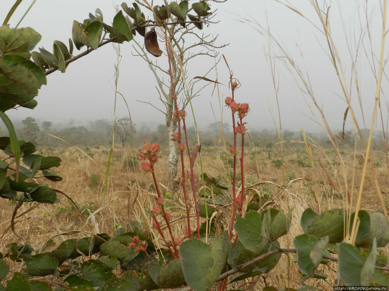 Цветы январской саванны Поли, Камерун