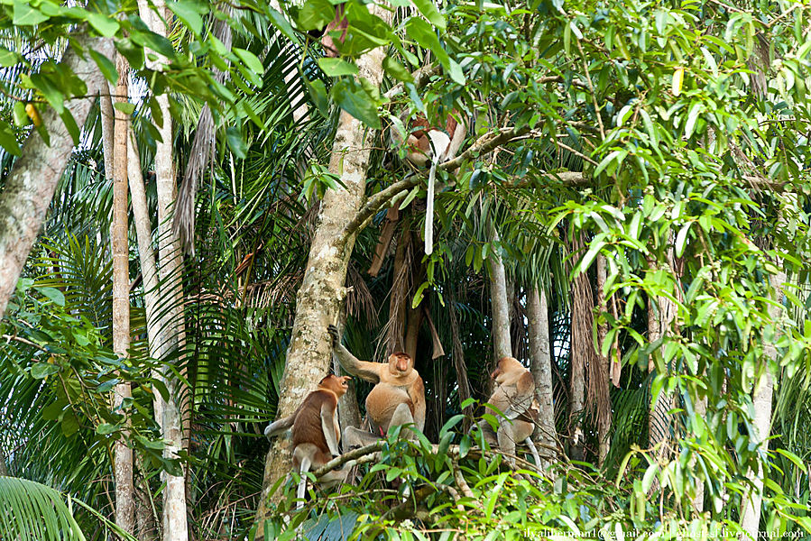 Азиатский калейдоскоп. Ч5 Удивительный мир Бако. Дни  2-4 Бако Национальный Парк, Малайзия
