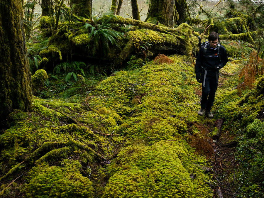 В лесу родилась ёлочка Сиэттл, CША