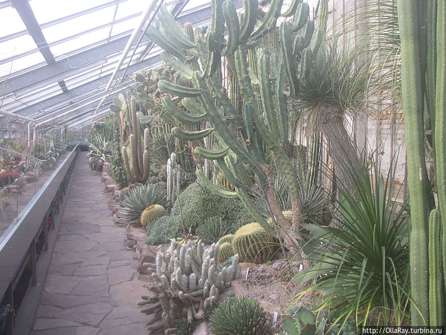 Оранжерея кактусов и суккулентов