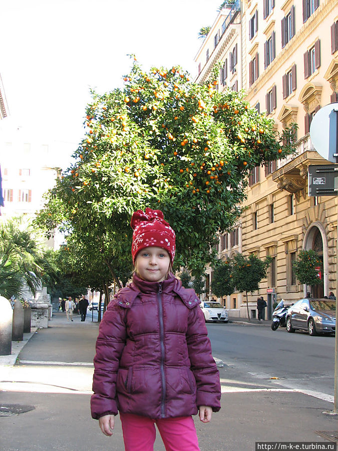 Мандариновые деревья Рим, Италия