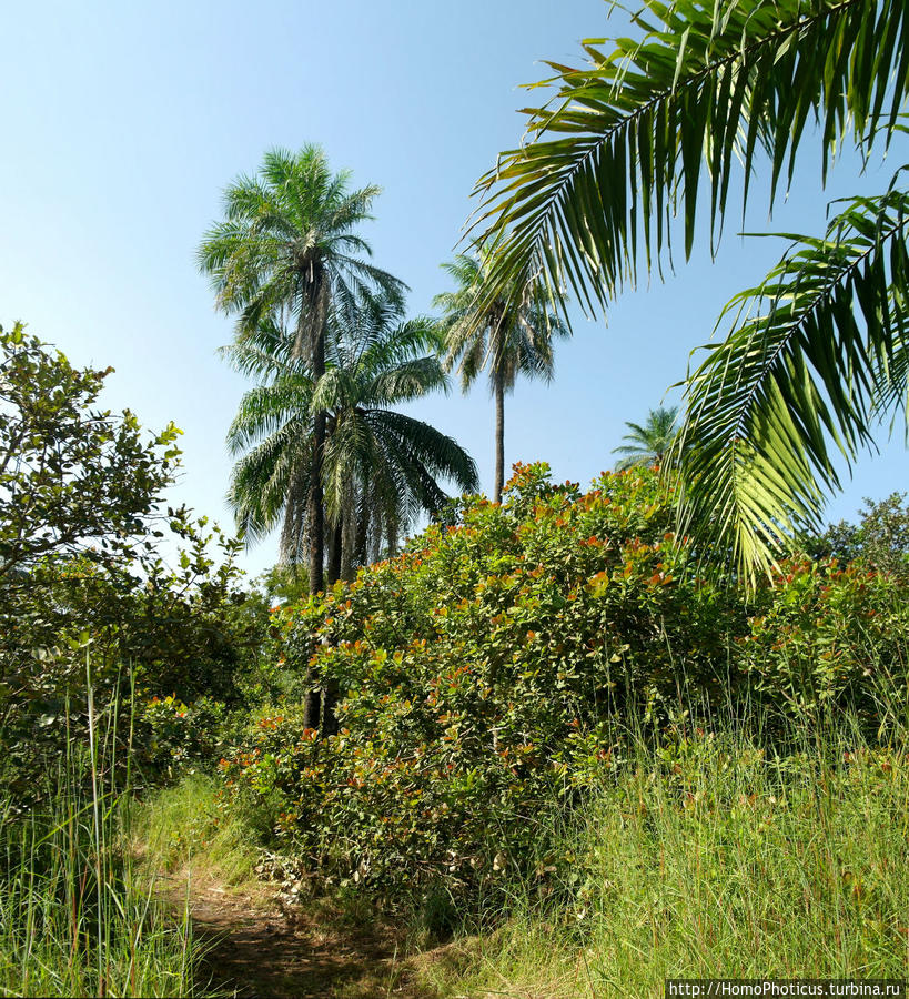 Мангры и термитники Брикама, Гамбия