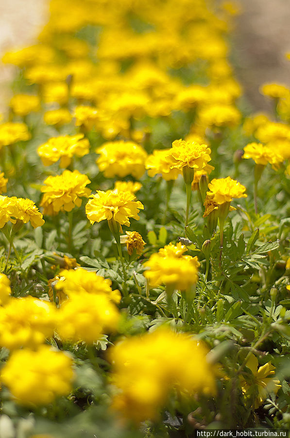 Цветы Парка им. Горького