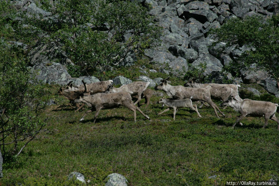 Олени. На берегах реки Сидоровки. Мурманская область. Автор фото Илья Скорняков.