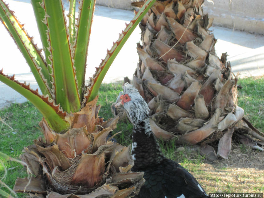 Индоутка среди пальм. Турция
