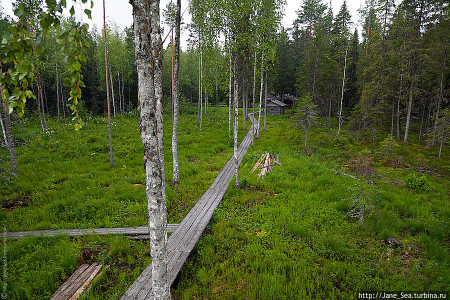 Охотничья заимка. Вид со смотровой башни.