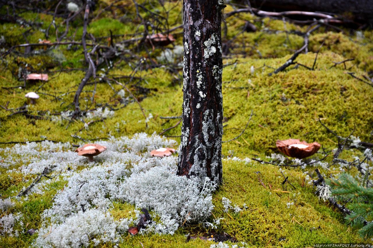 Поморский лес. В Берендеевом царстве Емца, Россия