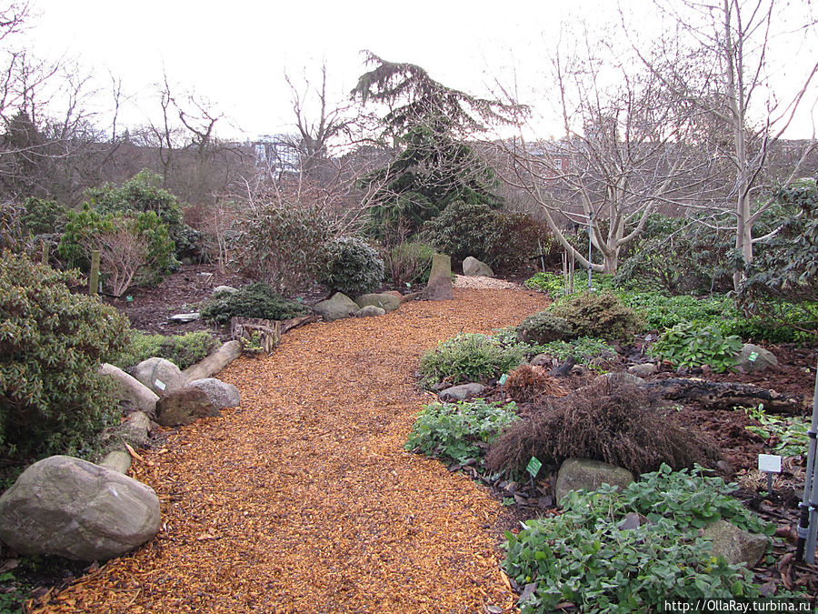 Сад рододендронов.