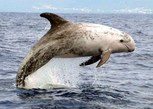 Серый дельфин (из Интернета)