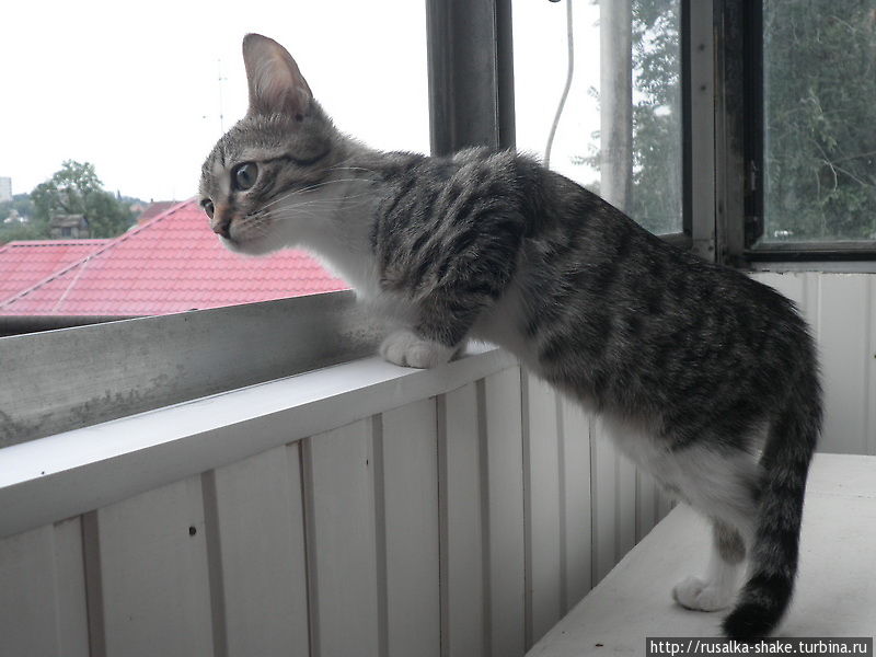 Мурчание кошки