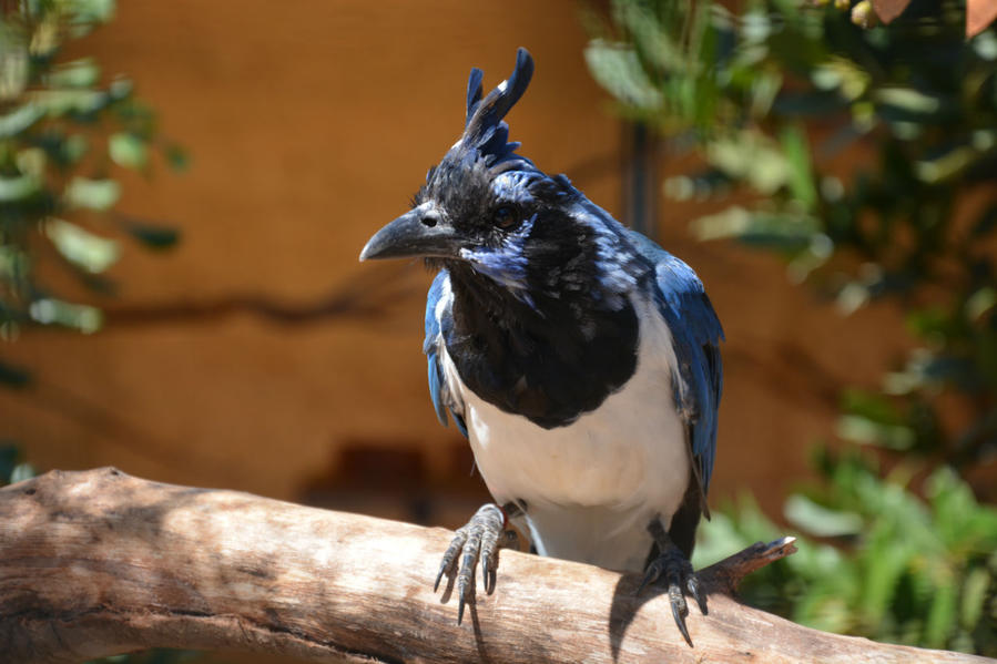 Синяя птица Счастья Афины, Греция