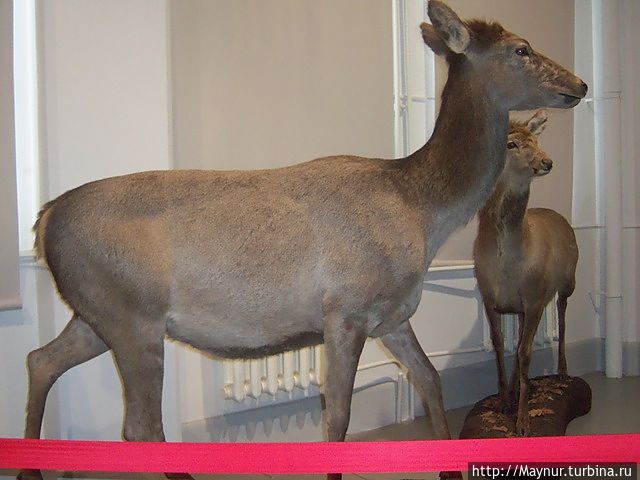 Обзор экспонатов музея Южно-Сахалинск, Россия