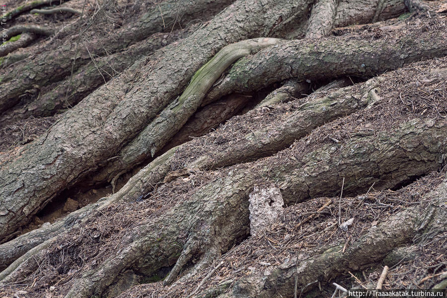 корни Тяньшаньской ели Иле-Алатауский Национальный Парк, Казахстан
