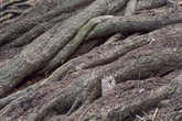 корни Тяньшаньской ели