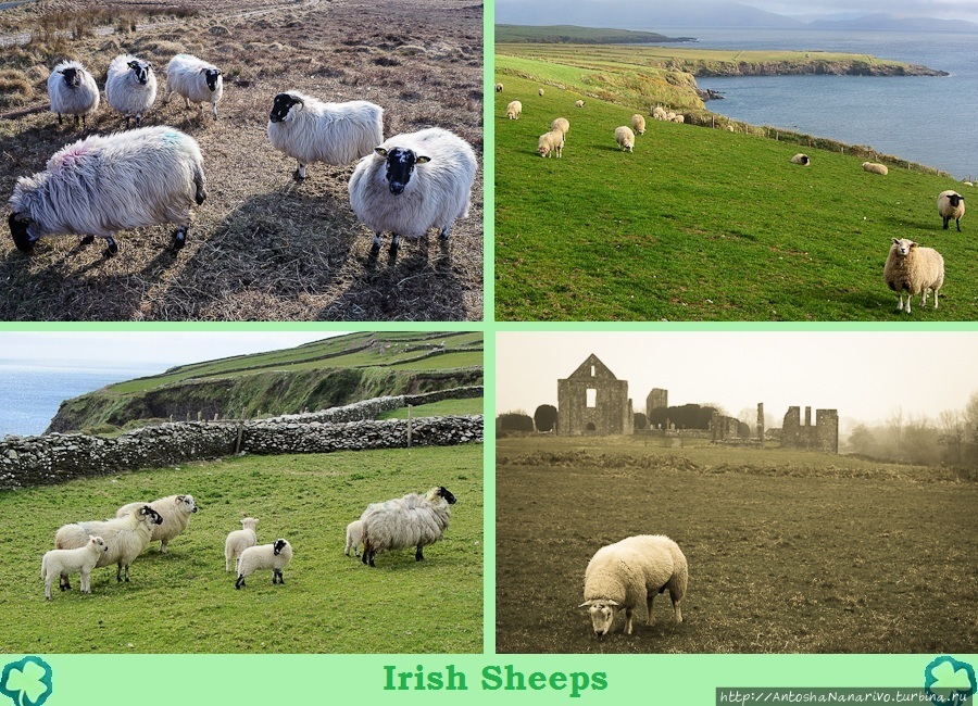 Ирландские овечки.