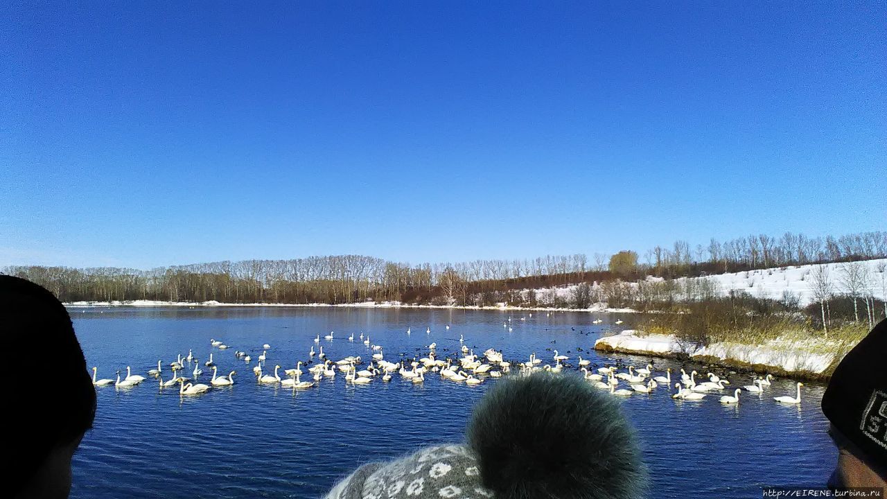 Лебединая песня из Алтайской зимовки Бийск, Россия